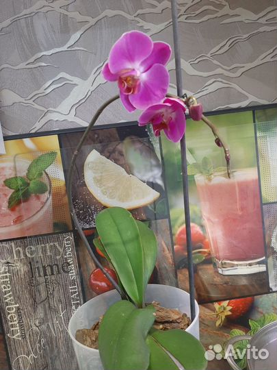Орхидея фаленопсис