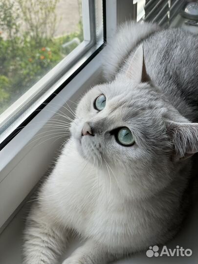 Британский кот вязка