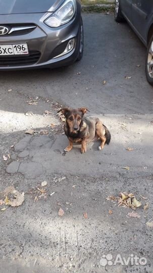 Собачку бросили во дворе на произвол судьбы