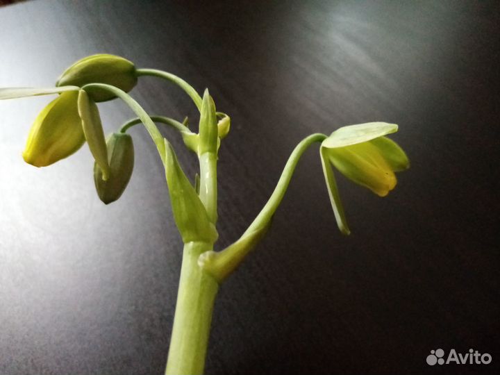 Альбука, Юнкус, Стефанотис, Монстера