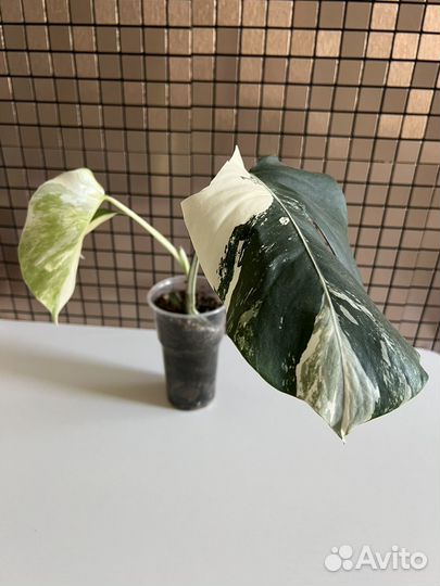 Монстера альба