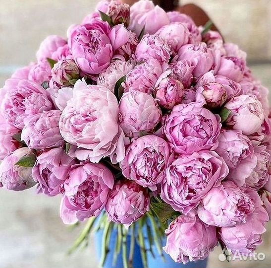 Пионы Букет пионов