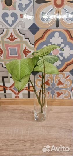 Сингониум баттерфляй