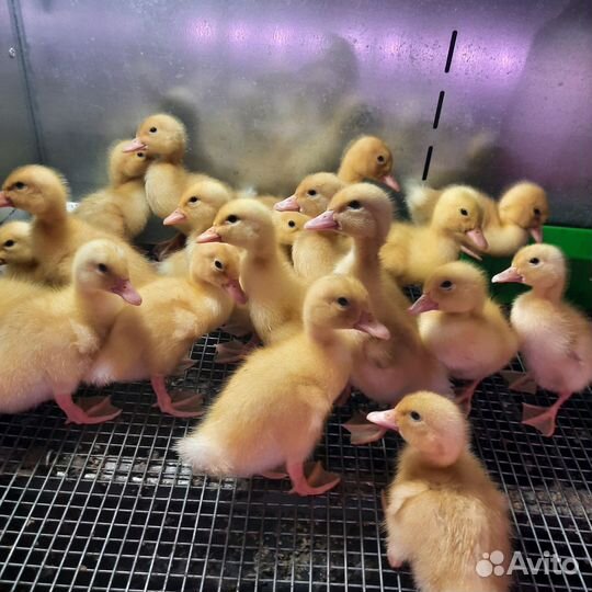 Бройлерные цыплята кобб500 Испания от 14.06, 6.07
