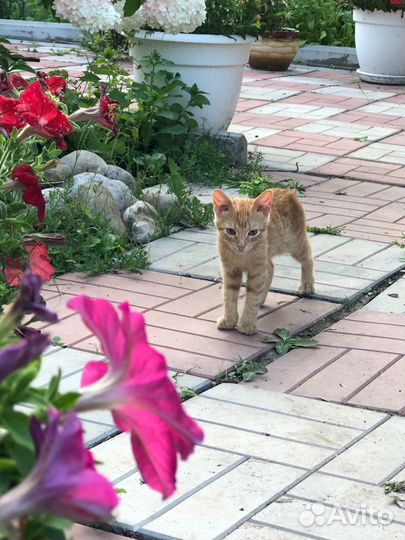Котенок в добрые руки бесплатно