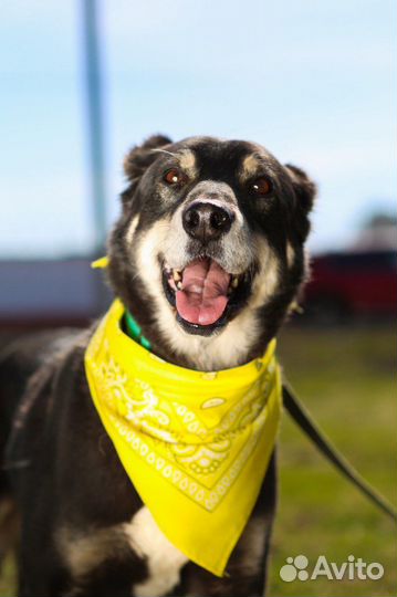 Собаки в дар бесплатно