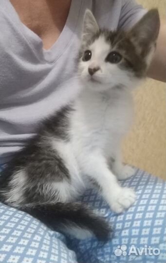 Котята в дар