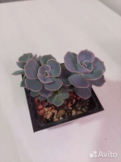 Суккуленты