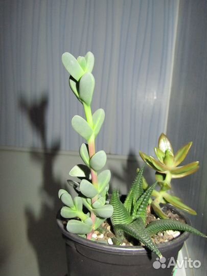 Delosperma lehmannii (делосперма лахмани)