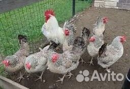 Яйцо инкубац куры Борковская Борвистая