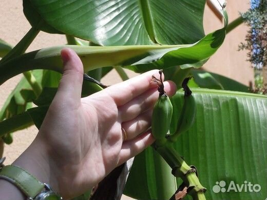 Банан Пигмей семена
