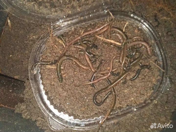 Черви зеленые