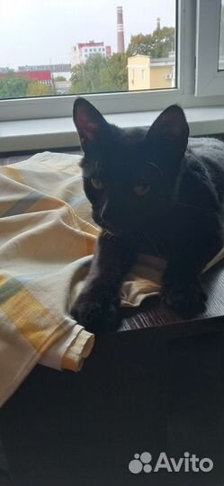 Найден кот с двумя ошейниками