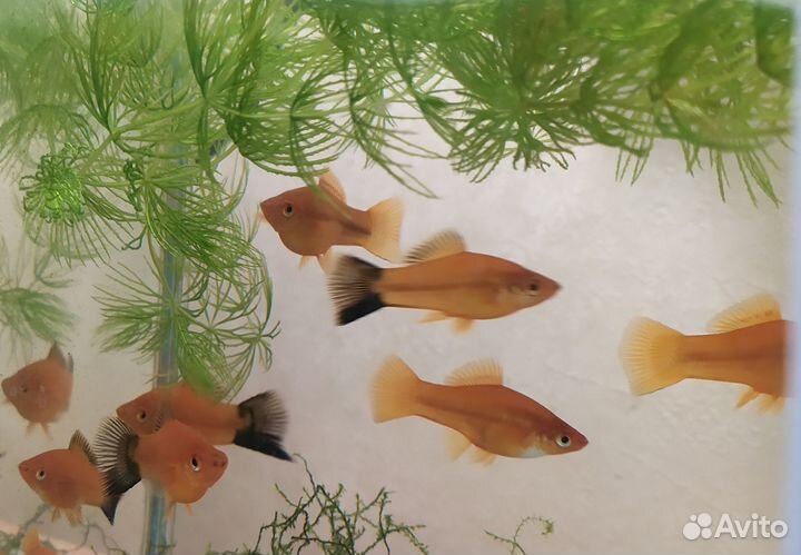 Меченосцы разные