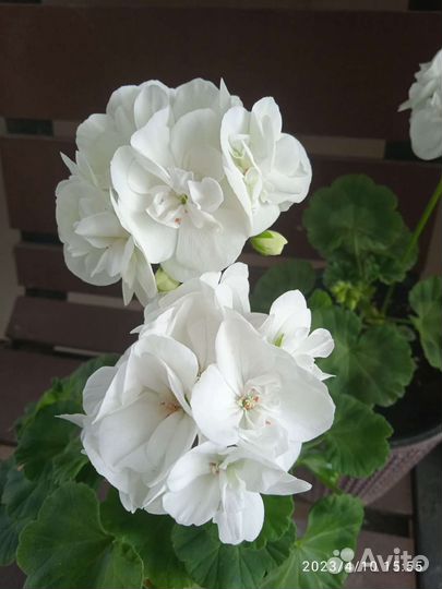 Пеларгония герань белая