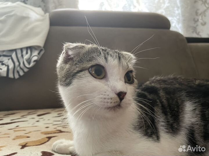 Котик ищет дом