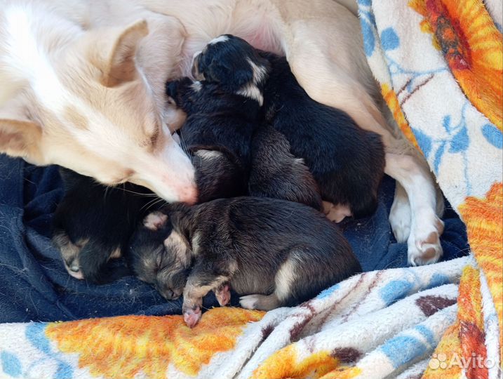 Маленькая собака