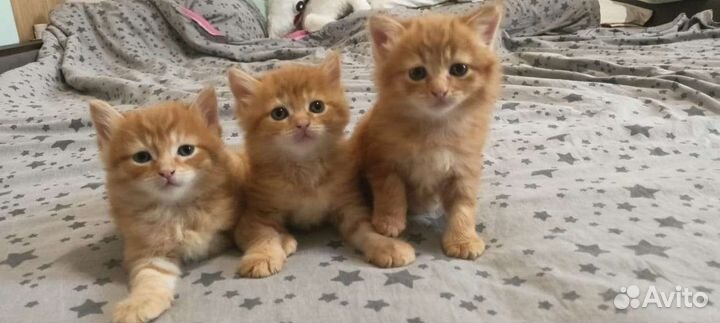 Котята в добрые руки бесплатно