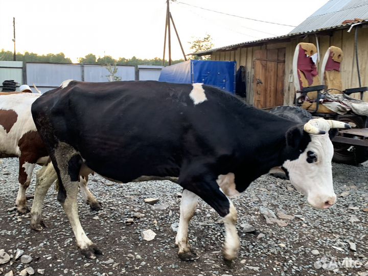 2 Коровы, 2 Быка, 4 телки, 2 телята