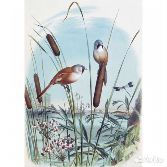 Открытки. Самые красивые птицы.Илл-ции Э.Травье