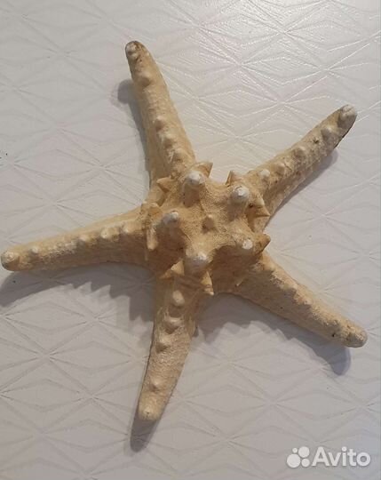 Морская звезда