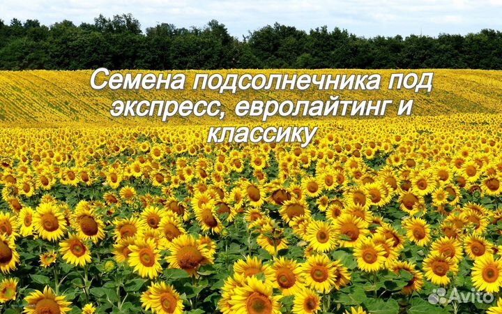 Семена подсолнечника под экспресс, евролайтинг, кл