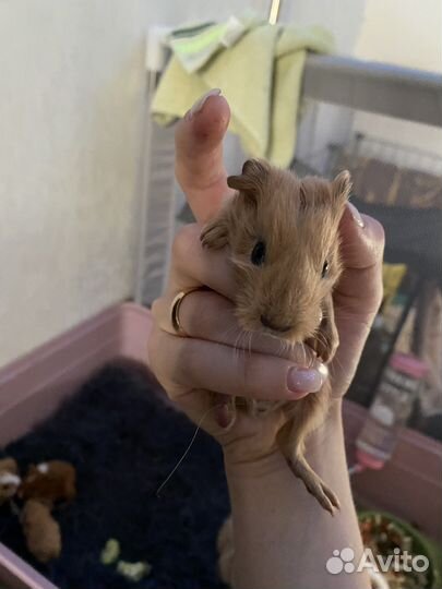 Морская свинка тедди