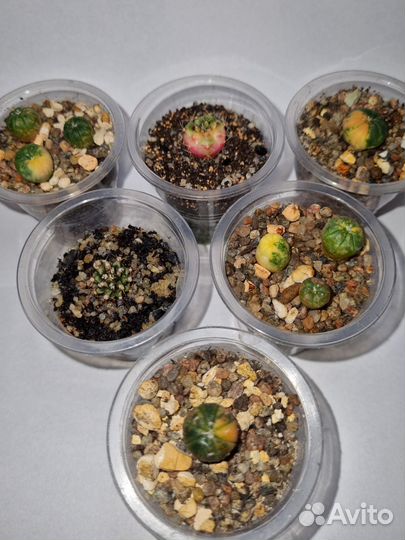 Кактусы вариегатные