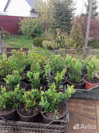 Саженцы самшита