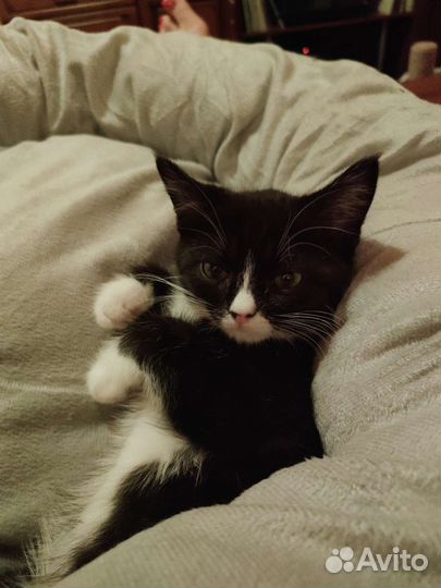 Котенок-спасеныш в добрые ручки