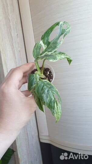 Монстера индо минт