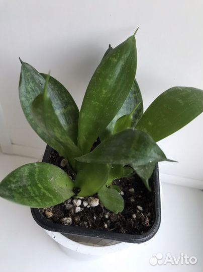 Филодендрон Биркин,Миканс,Бразил,фикус,эуфорбич