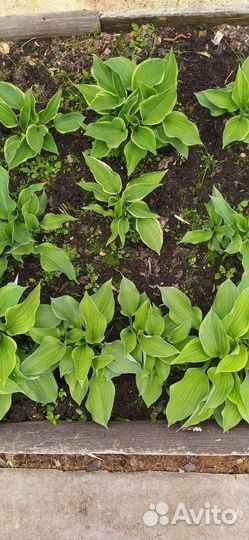 Ирисы, хосты примулы