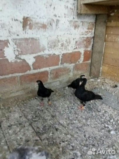 Голуби бакинцы и такла