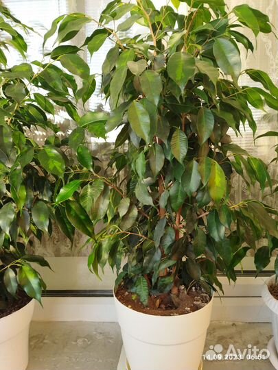 Фикус бенджамина