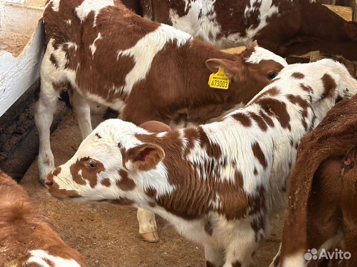 Бычки на откорм бесплатная доставка