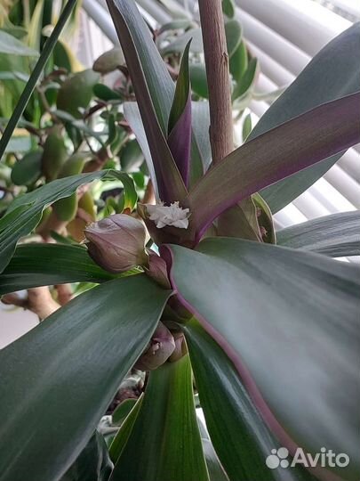 Традексация, отросток