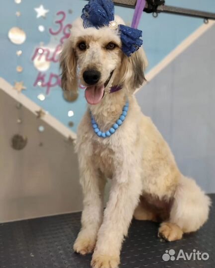 Собака Гера в добрые руки