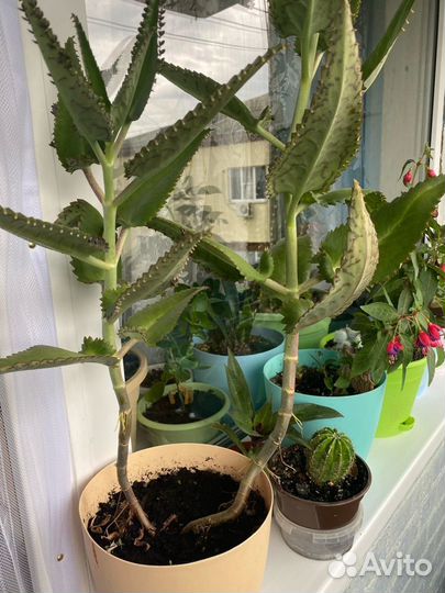 Каланхоэ лечебное