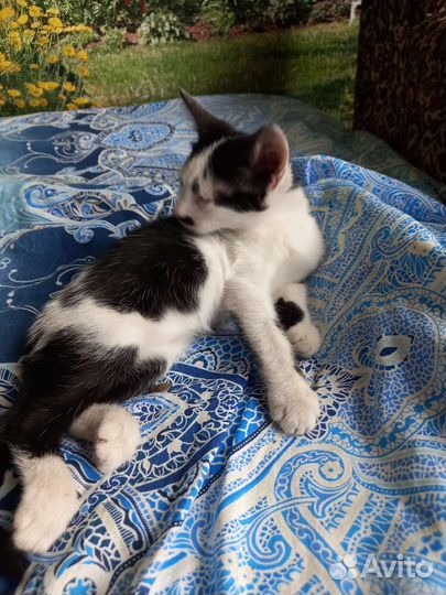 Девчулька ждет хозяев