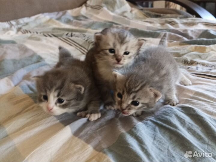Котята в добрые руки