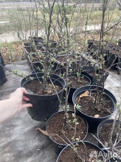 Облепиха в горшке 3-5литров