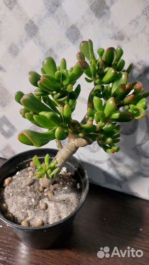 Крассула хоббит