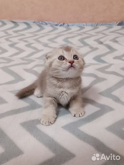 Шотландские котята