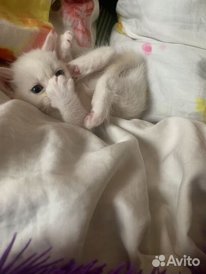 Отдам котенка