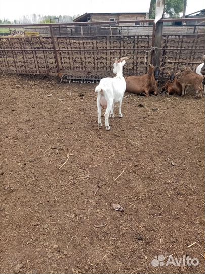 Козы дойные