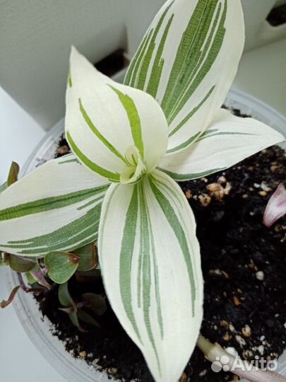 Комнатные цветы