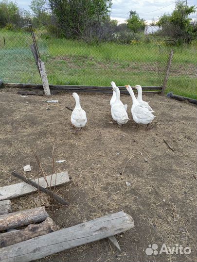 Гуси и утки, гусята