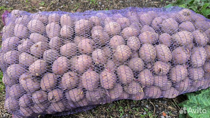 Семенной картофель