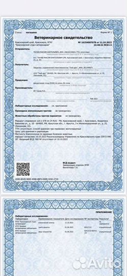 Ожереловый попугай